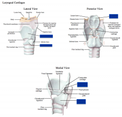 Laryngeal Cartilages : 


 


-thyroid


-cricoid


-epiglottis


-arytenoid 