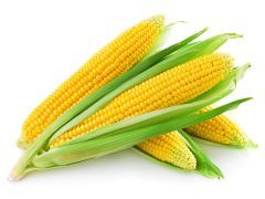 Corn, Yellow