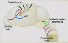 Cells from ganglionic eminence undergo long-range migration into cerebral cortex - provides all inhibitory neurons in cerebral cortex.


Mistargeting of inhibitory neurons might be involved in autism, other neurocognitive diseases.