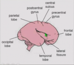 Lateral fissure - separates frontal from temporal
Central sulcus - separates frontal from parietal regions