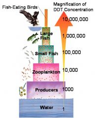 Buildup of pollutants at higher levels of the food chain. 