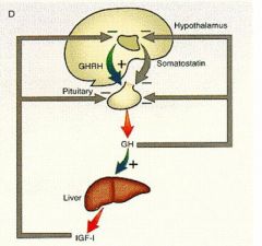 Hypothalamus releases GHRH -> pituitary secretes GH -> GH circulates and stimulates IGF-1 in liver and bone (muscle and protein synthesis). Then, IGF-1 feeds back and inhibits both hypothalamus and pituitary gland. Somatostatin secreted by hypotha...