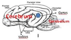 Gyrus and Sulcus: Grey matter (nerve cells) and White matter (fiber)
A fold or ridge in the cortex is termed a gyrus (plural gyri) and a groove or fissure is termed a sulcus (plural sulci)