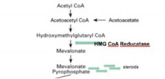•	HMG CoA Reductase catalyzes the formation of mevalonate, which is the key rate-limiting step in cholesterol synthesis. 
•	This enzyme is a common drug target
•	After the synthesis of mevalonate, the cholesterol synthesis pathway is const...