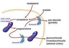 STEROID HORMONE BIOSYNTHESIS FROM CHOLESTEROL
Localization