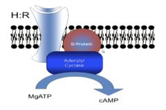 •cAMP generation (highly favored): comes from Mg(2+)-ATP via adenylyl cyclase (it cyclizes it and links an OH-methyl group on the 5’ to the 3’ phosphate 

•cAMP is degraded by cAMP phosphodiesterase into AMP