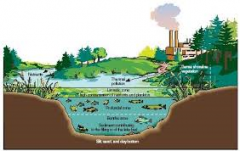 Eutrophication caused by humans is called Artificial eutrophication