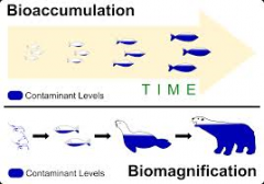 This buildup of pollutants at higher levels of the food chain is called bio magnfication