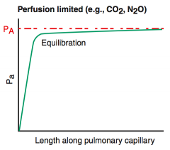 Perfusion limited: O2 (normal health, CO2, and N2O
- Gas equilibrates early along the length of the capillary
- Diffusion can only be increased if blood flow increases