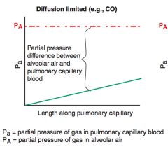 Diffusion limited: O2 (emphysema, fibrosis) and CO
- Gas does not equilibrate by the time the blood reaches the end of the capillary