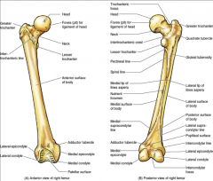 begin where the femoral shaft widens medially & laterally