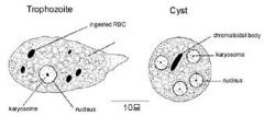 CYST = up to 4 nuclei
nuclear appearance = smal central karyosome wtih even chromatin around the edge
cytoplasmic inclu: cigar shapped chromatoid body

TROPH= 1 nucleil
RBCs in cytoplasm