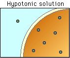 The solution outside the cell is less concentrated with
solutes than the inside of the cell. 