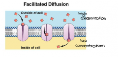 In facilitated diffusion, a solute moves down its concentration gradient and no energy input is required. 