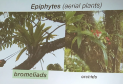 aerial plants 
-used by anurans (frogs) that are terrestrial/where there is little water 
