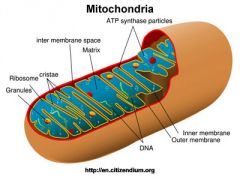 1. Since the Mitochondrion requires oxygen, ____ are studded with oxygen.
2. image