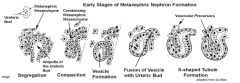 Mass of MM transforms into an epithelium bounded cavity = VESICLE FORMATION