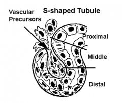 What do the proximal, middle, and distal portions of the S-shaped tubule become in the adult nephron?