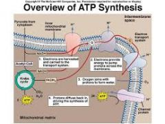 1. Without oxygen, most of the fat cannot be transferred to ATP
2. image