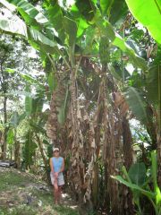 Big banana trees