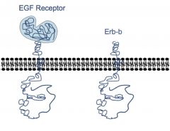 • erb-b is a truncated EGF receptor
• Trunctation=non-regulated tyrosine kinase
• Avian erythroblastosis virus and breast cancers use the erb-b family to cause cancer