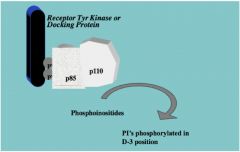 •	p110 is an enzyme PI3 Kinase
•	Catalyzes phosphoinositides in the cell getting phosphorylated in the 3rd position 
•	Difference between this mechanism and the previous mechanism is that PI3 Kinase is not itself phosphorylated, its regula...