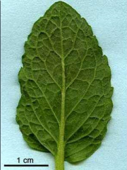 Name the leaf vein type.