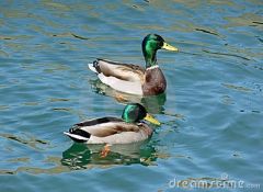  


 


[There is one pair of ducks.]


 