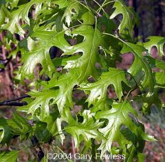 Quercus ellipsoidalis
