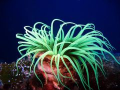 a sea-anemone; a nettle