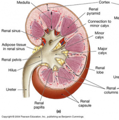 until your kidney has failed like 70/80% you do not need 

Blood enters the kidney through the renal artery and exits through the renal vein
