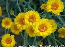 Scientific Name:
Baileya multiradiata 

Family:
Asteraceae