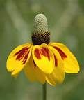 Scientific Name:
Ratibida columnifera

Family:
Asteraceae