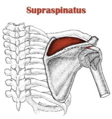 Origin: Supraspinous fossa of scapula
Insertion: Lesser tubercle of humerus
Action: ABduction of GH joint