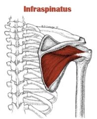 Origin: Infraspinous fossa of scapula
Insertion: Greater Tubercle of humerus
Action: LAT rotation, ADDuction of GH