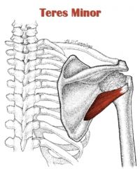 Origin: lower Lateral border of scapula
Insertion: Greater Tubercle of humerus
Action: LAT rotation, ADDuction of GH
