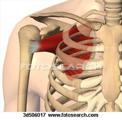 Origin: median 2/3 of subscapular fossa
Insertion: Lesser tuberosity of humerus, capsule of shoulder joint
Action: medial rotation of GH