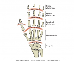 Thumb—two: proximal and distal

Digits 2–5—three: proximal, middle, and distal

Base—biconcave

Distal heads—bicondylar