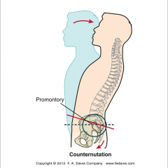 sacrum moves posteriorly and superiorly while the coccyx moves anteriorly relative to the iliu