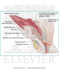 FLOOR: inguinal lig
ROOF: transversalis fascia & internal oblique
ANT: external oblique anponeurosis
POST: transversalis
MEDIAL: conjoint tendon