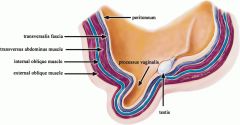 in the male, what layers of the abdominal wall does the  testis descend through, which does it take into the scrotum