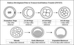 3rd stage in embryogenesis
period of RAPID cell division 
forms MORULA then BLASTULA