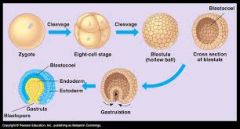 4th stage of embryogeneis
formation of GERM lagyers: ecto-, meso- and endo-)
body AXIS developed