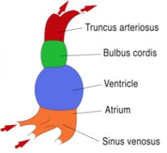 truncus arteriosus, bulbus cordis, primitive ventricle, primitive artria, sinus venosus