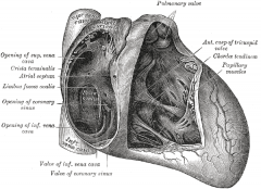 fossa ovalis from the closure of the foramen ovale