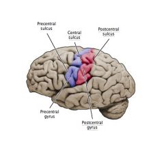 somtosensory area of postcentral gyrus (parietal lobe)

[posterior to preccentral gyrus of frontal lobe]
