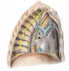 S & IVC & azygous vein
thoracic duct