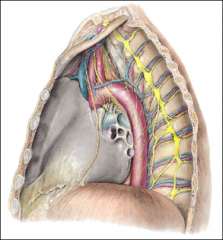 aorta
thoracic duct
lig arteriosum
L recurrent laryngeal nerve (from vagus)