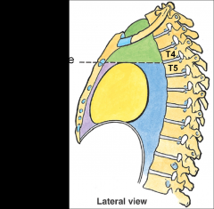 jugular notch, rib 1 & T1