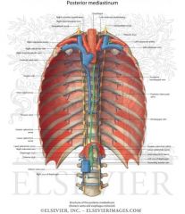 Trachea & main bronchi, oesophagus thoracic duct
Thoracic aorta
Azygous vein
Vagus & symp chains